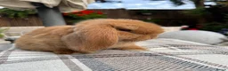 Mini Lop rabbits for sale: Mini lop baby buck  - Advert 4