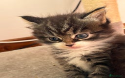 Ragcoon cats for sale: Maine Coon/Ragdoll Cross - Image 12