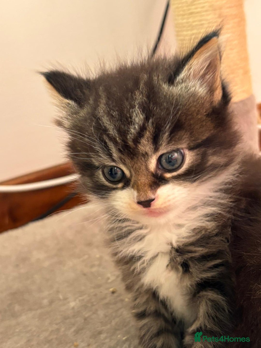 Ragcoon cats for sale: Maine Coon/Ragdoll Cross - Image 12