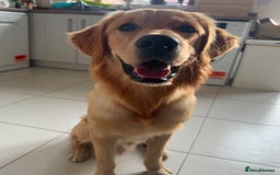 Golden Retriever dogs for sale: Golden Retriever Puppies Health Tested parents  - Image 9