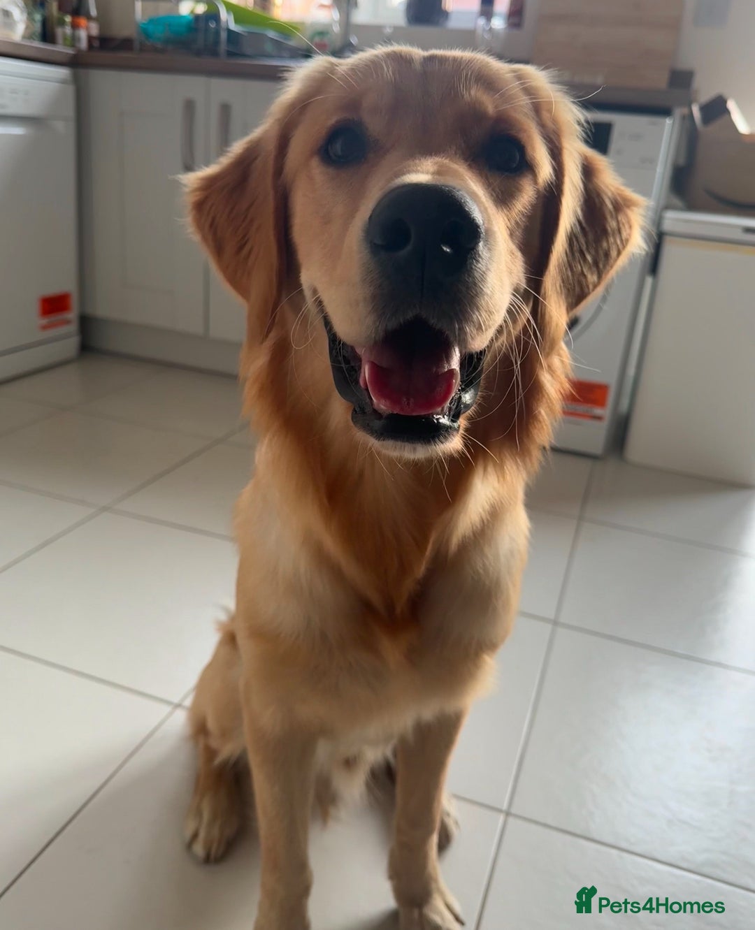 Golden Retriever dogs for sale: Golden Retriever Puppies Health Tested parents  - Image 9