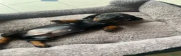 Miniature Dachshund dogs for sale: Miniature dachshund 3 boys 5 girls - Advert 7