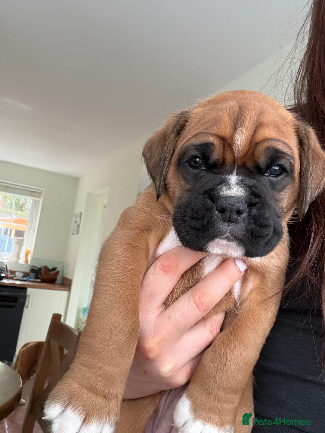 Boxer dogs for sale: Boxer Puppies  - Advert 10