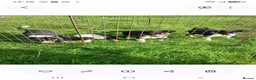 Border Collie dogs for sale: Border collie puppies  in Builth Wells - Advert 7
