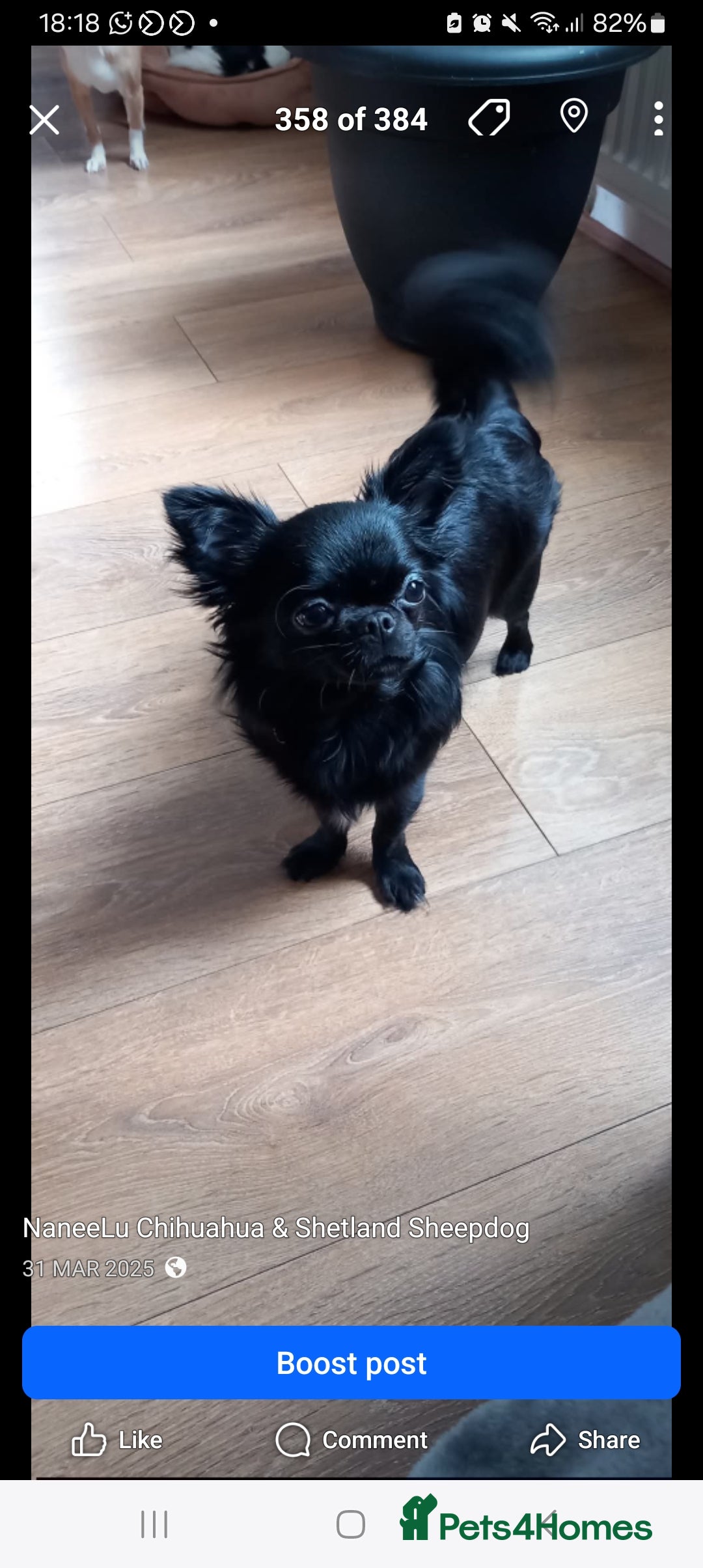 Chihuahua dogs Long-coat Girl - Advert 6