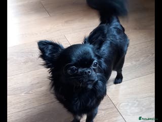 Chihuahua dogs Long-coat Girl - Advert 6