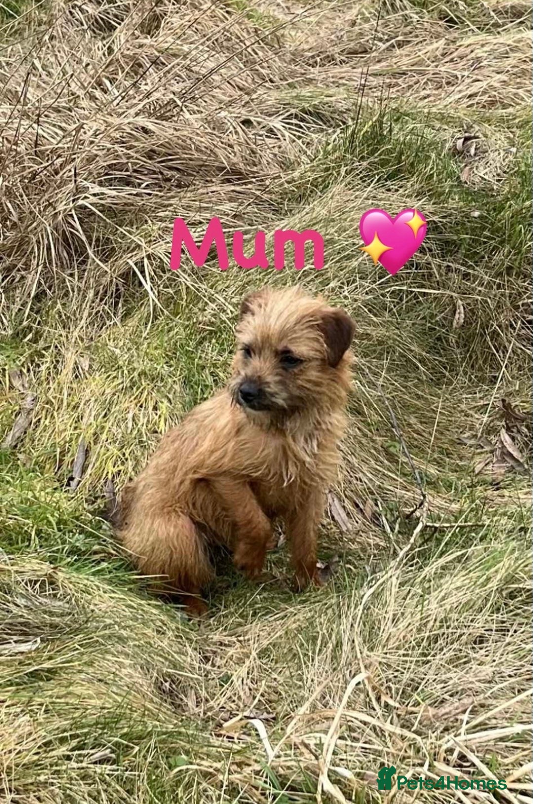 Mixed Breed dogs for sale: Border terrier x jack Russell pups - Advert 3