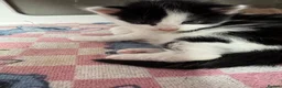 Mixed Breed cats for sale: Beautiful half Maine coon ginger and grey kittens  - Advert 27