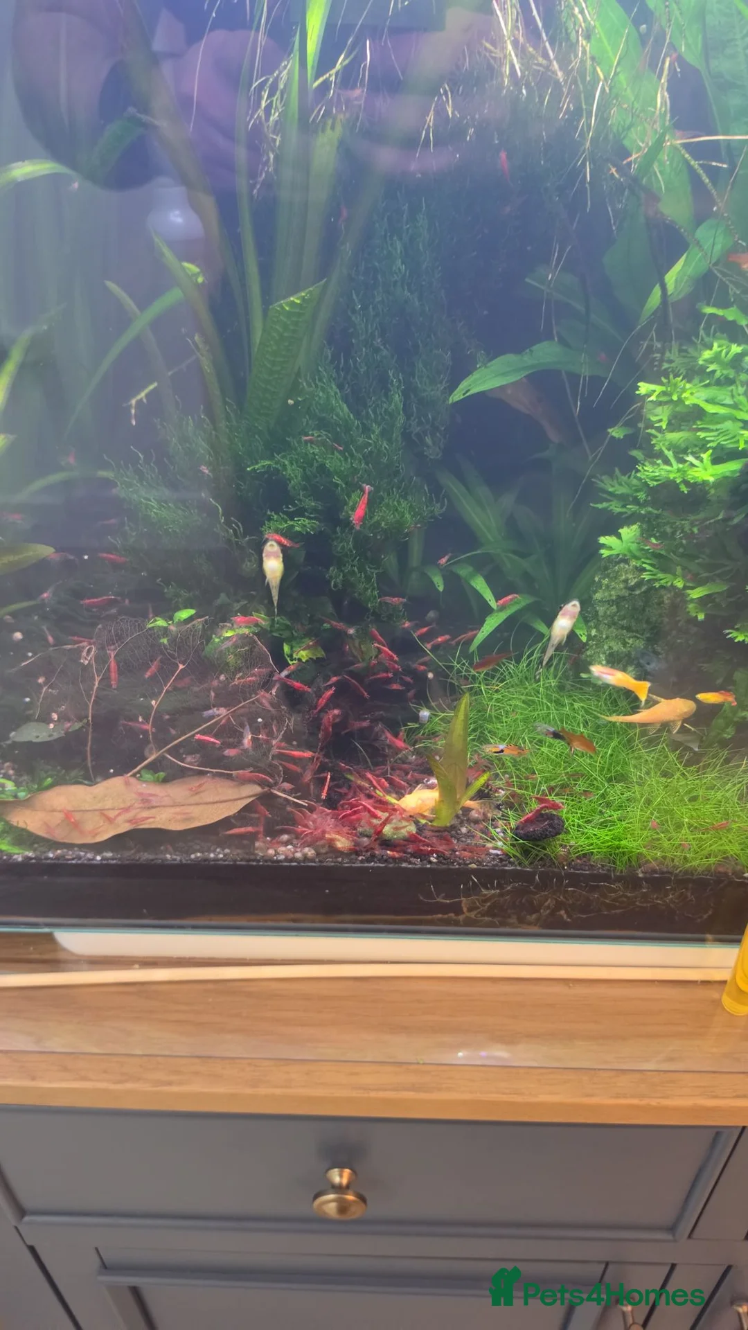 Shrimps fish for sale: Red neocaridina shrimp - Advert 1