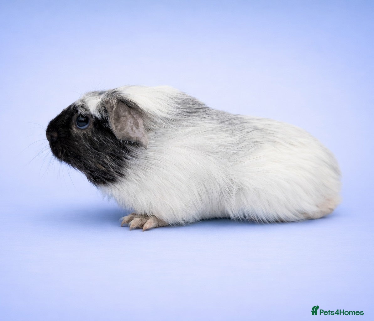 Guinea Pig rodents Dalmatian Merino Guinea Pig Brothers - Advert 14