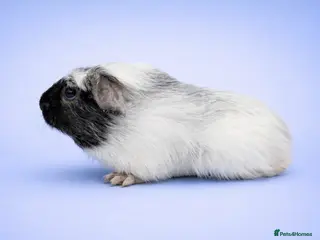 Guinea Pig rodents Dalmatian Merino Guinea Pig Brothers - Advert 14