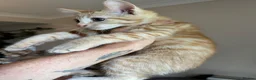 Mixed Breed cats for sale: Half Maine Coon Males - Advert 7