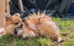 Pomeranian dogs for sale: Adorable Pomeranian Puppies for Sale! Last girl! in Waltham Cross - Image 10