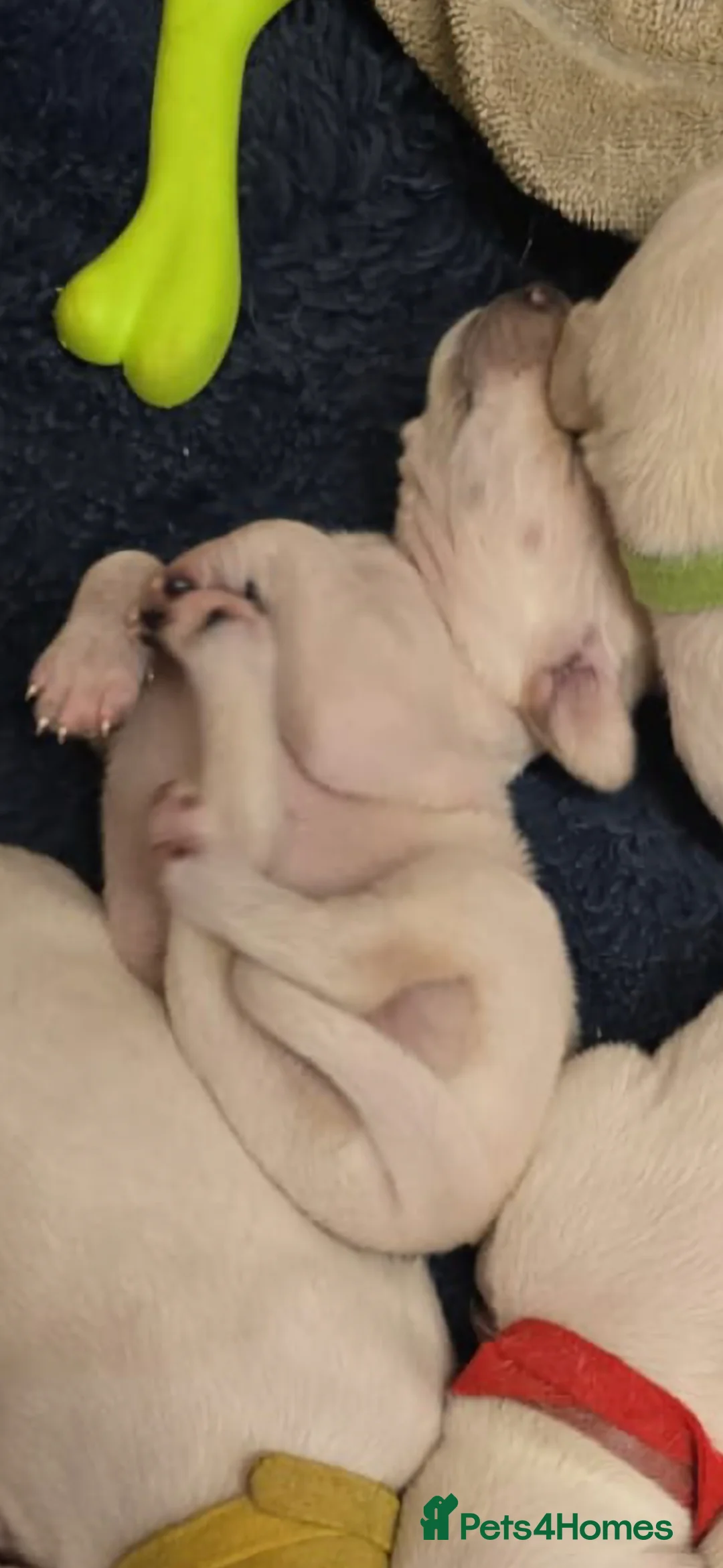 Mixed Breed dogs for sale: English pointer cross saluki/greyhound  - Advert 35