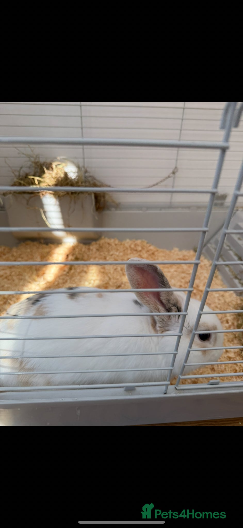 English Lop rabbits Rabbit for sale  - Advert 5
