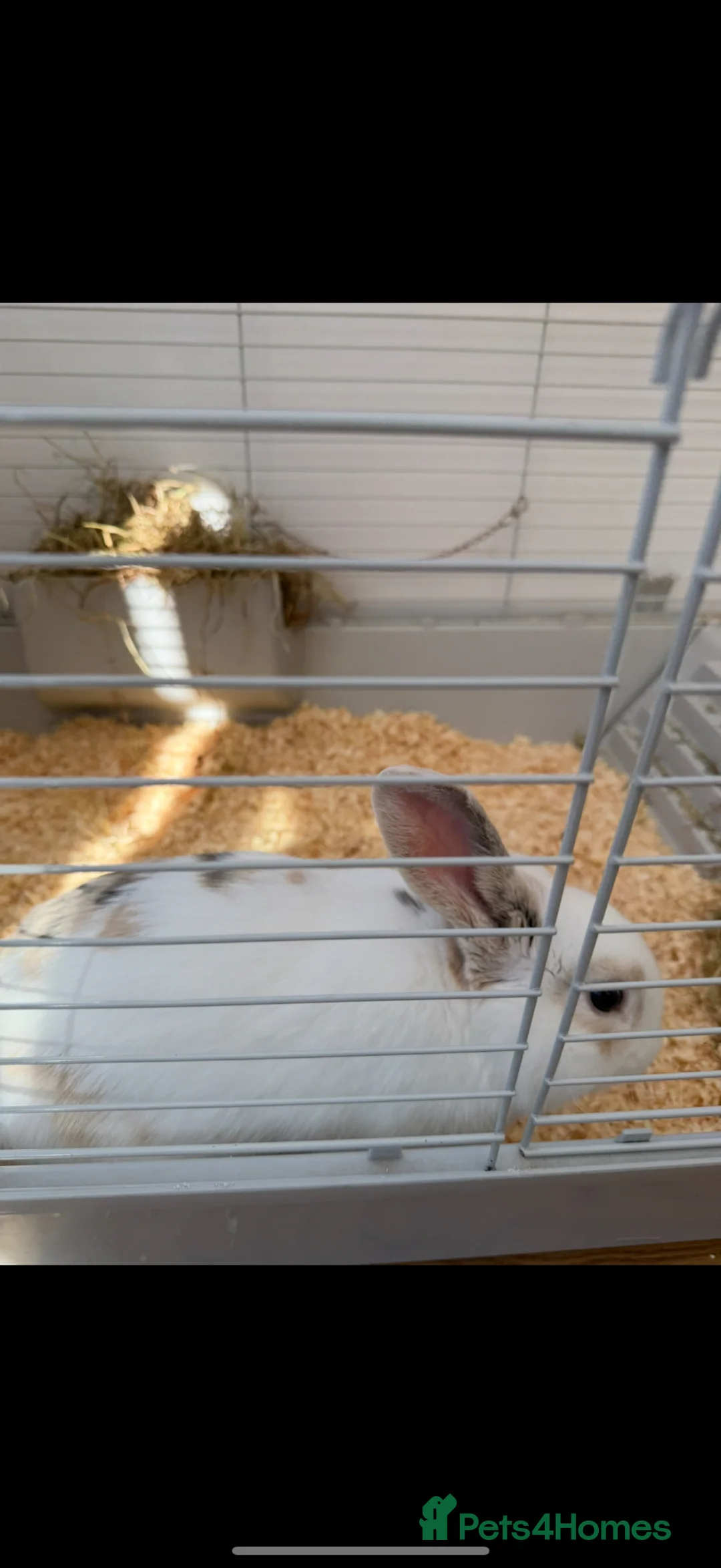English Lop rabbits for sale: Rabbit for sale  in Uttoxeter - Advert 1