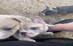 French Bulldog dogs for sale: French bulldog puppies with lilac and merle  - Image 24