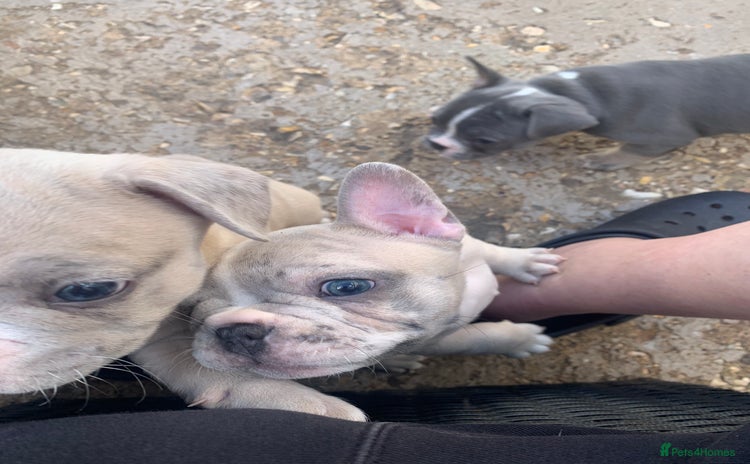 French Bulldog dogs - Advert 1