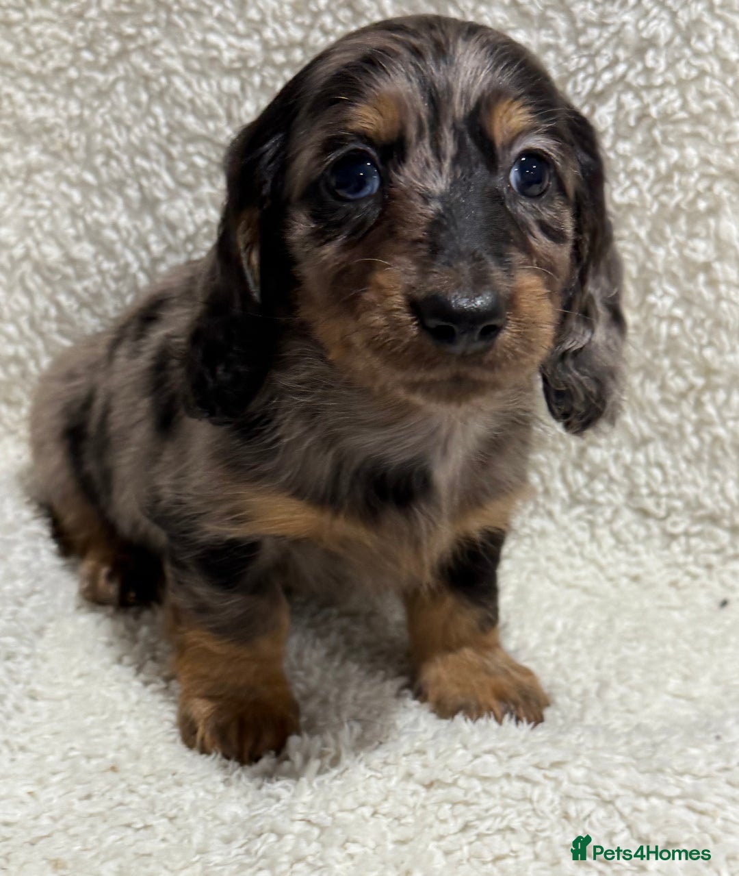 Miniature Dachshund dogs for sale: Miniature longhaired dachshunds  - Advert 3