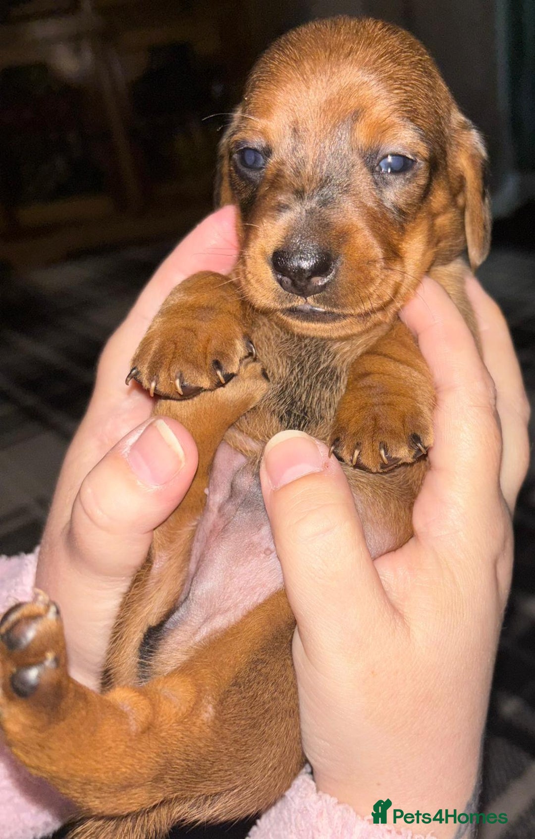 Miniature Dachshund dogs for sale: Stunning miniature dachshund  - Image 11