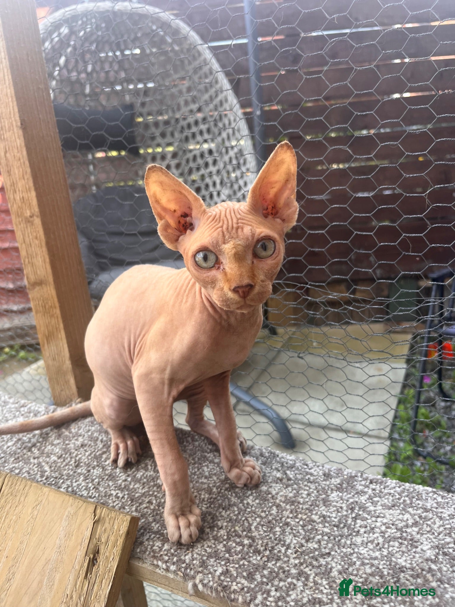 Sphynx cats Male Sphynx kitten - Advert 3