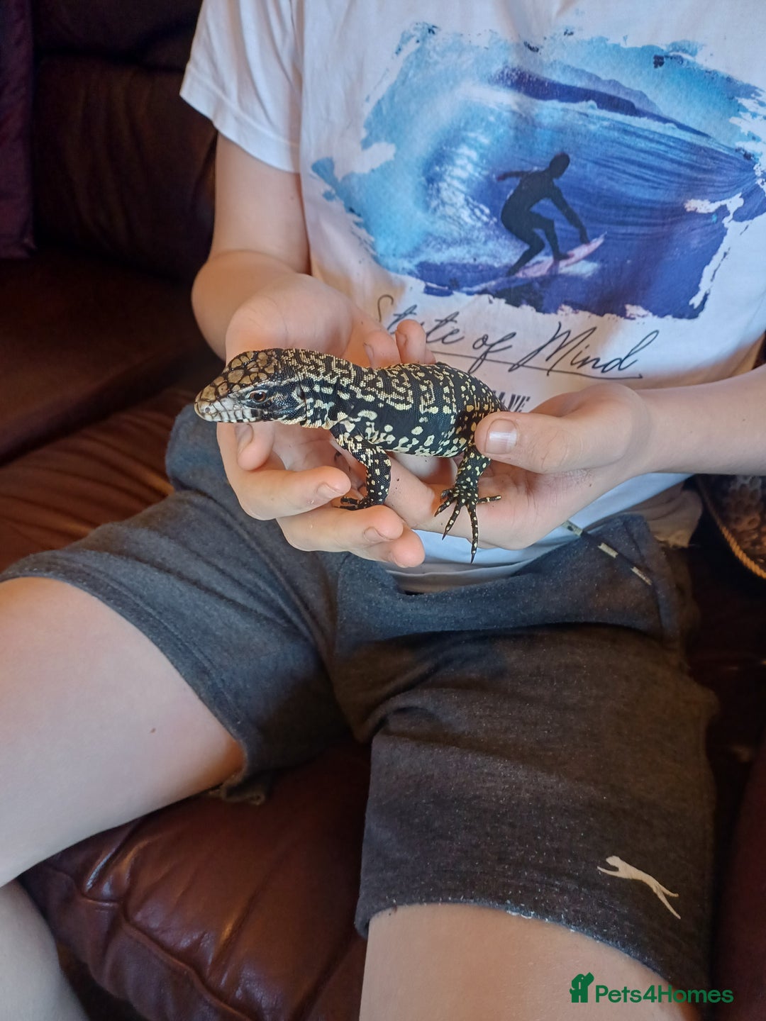 Lizard reptiles for sale: Argentina Tegu  - Advert 3