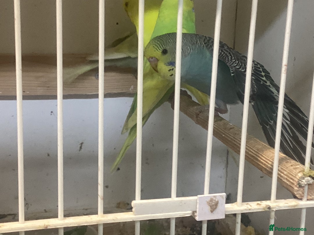 Budgerigars birds for sale: New baby budgies - Advert 4