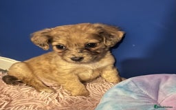 Mixed Breed dogs for sale: Beautiful Woopsie daisy cocker-jack boys  💙 - Image 1