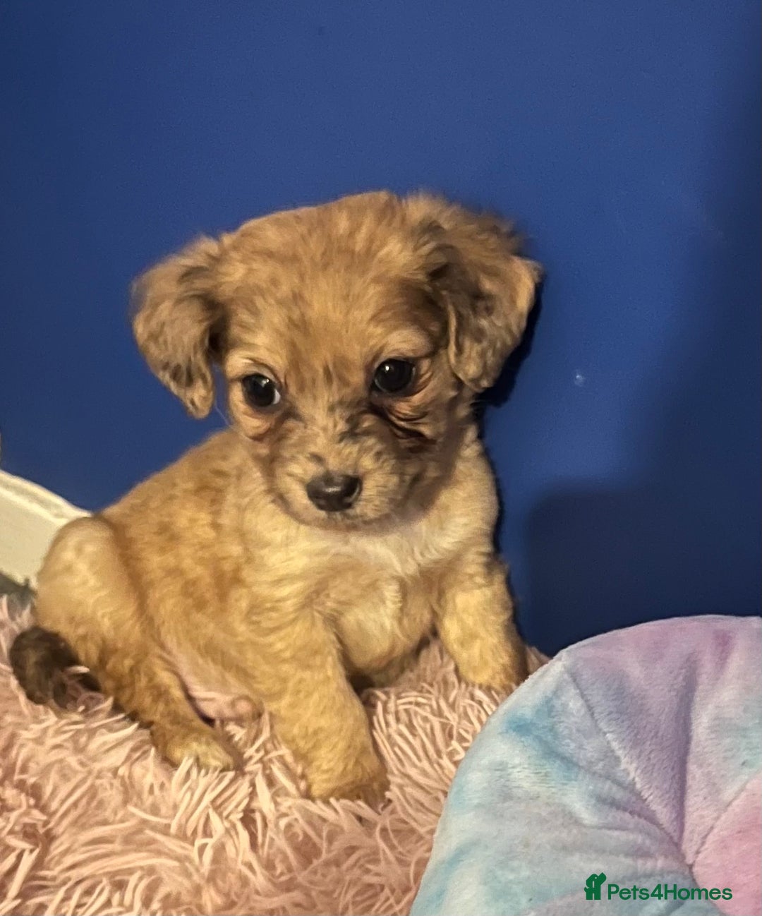 Mixed Breed dogs for sale: Beautiful Woopsie daisy cocker-jack boys  💙 - Image 1