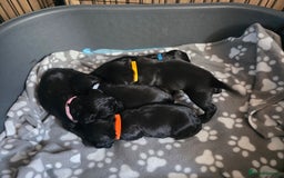 Sprocker dogs for sale: Sprocker puppies for sale. - Image 1
