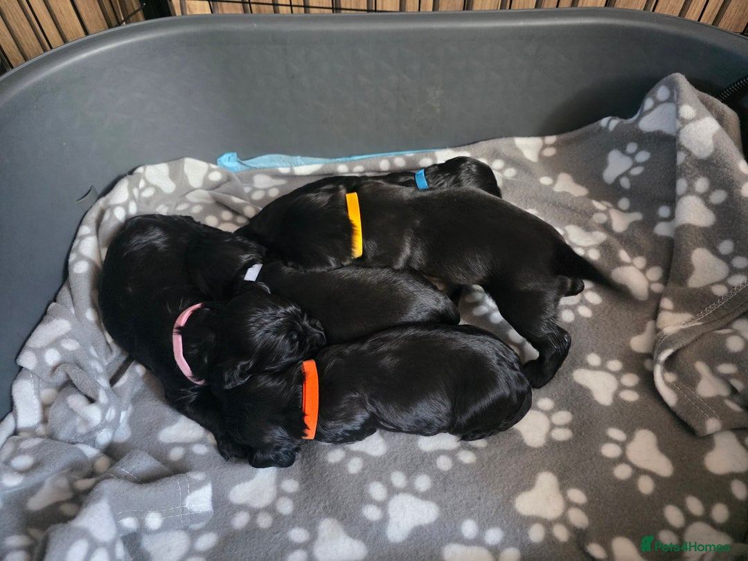 Sprocker dogs for sale: Sprocker puppies for sale. - Image 1