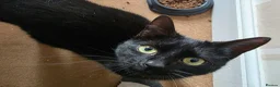 Domestic Shorthair cats for sale: 3M/2F Black/Tortie Kits fully vax flead and deworm - Advert 7