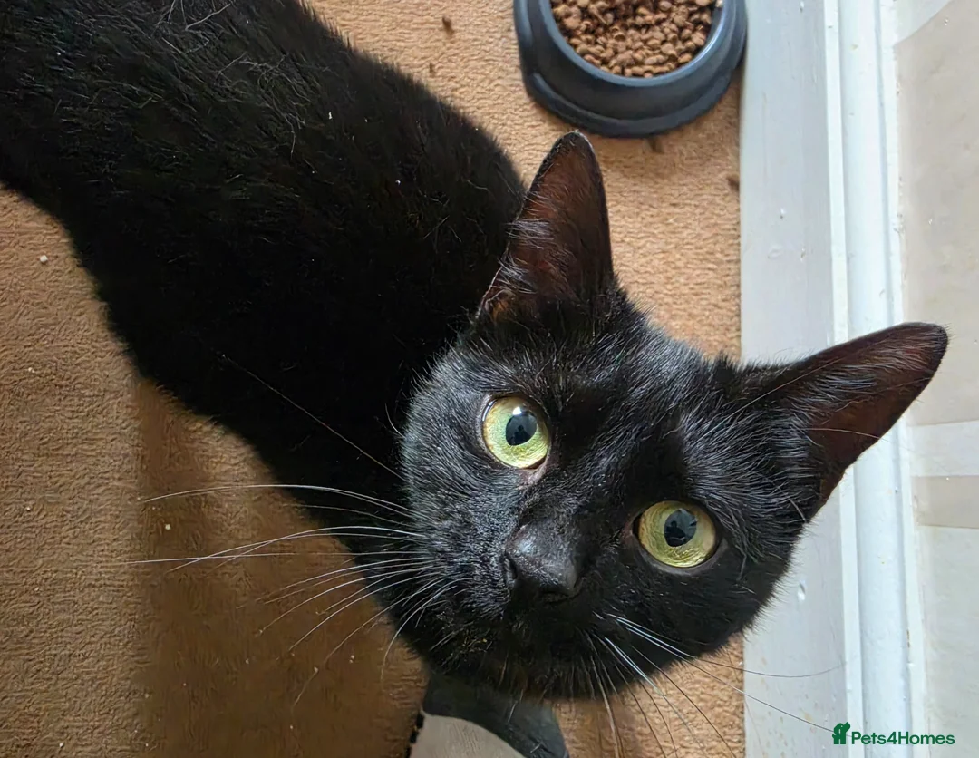 Domestic Shorthair cats for sale: 3M/2F Black/Tortie Kits fully vax flead and deworm - Advert 7
