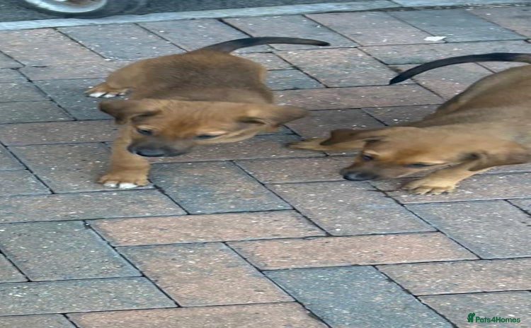 German Shepherd dogs - Advert 11