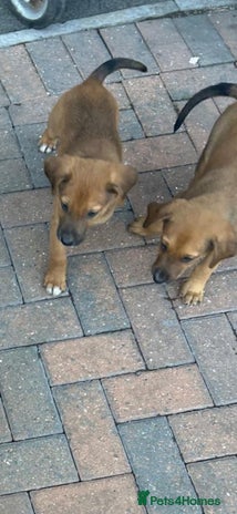 German Shepherd dogs - Advert 12