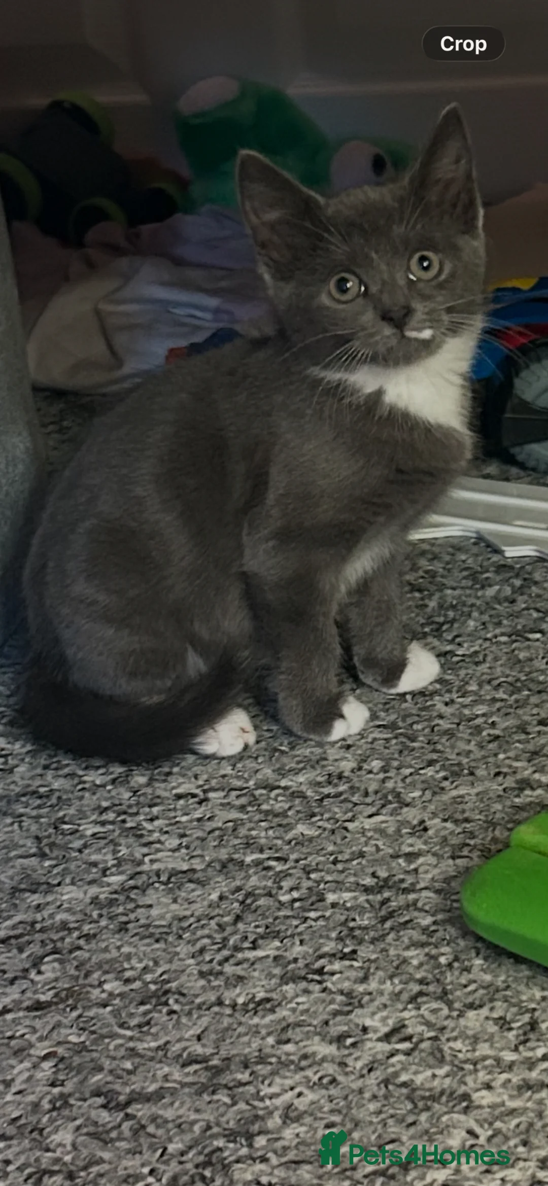 Mixed Breed cats for sale: 2 kittens for sale  - Advert 3