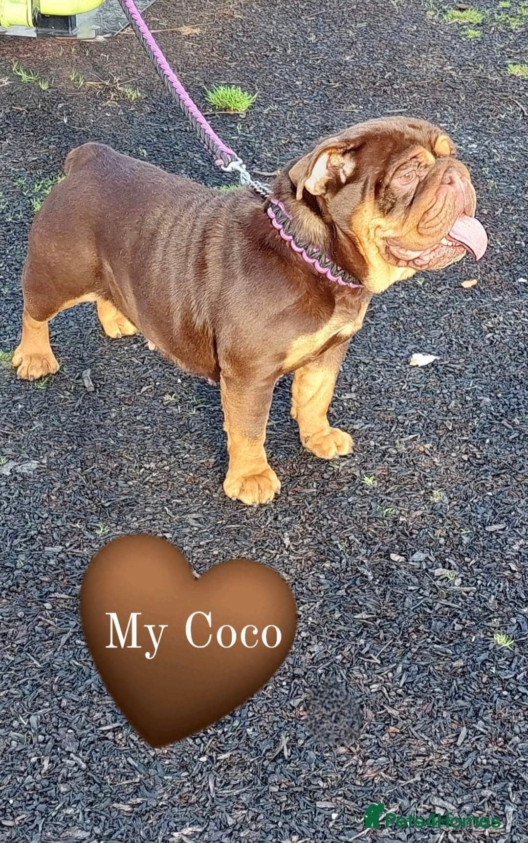 English Bulldog dogs Beautiful Chunky English Bulldog Pups - Advert 5