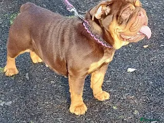 English Bulldog dogs Beautiful Chunky English Bulldog Pups - Advert 2