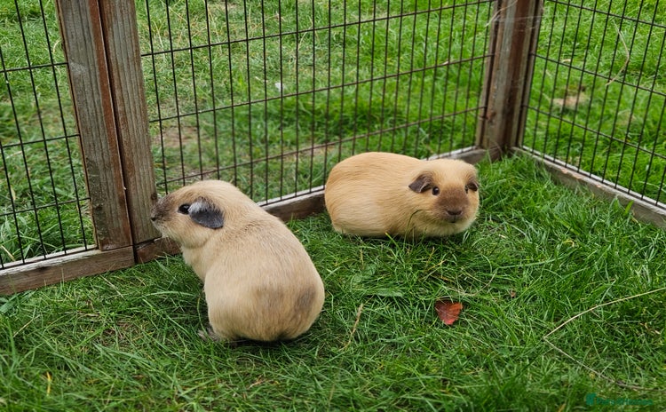 Guinea Pig rodents - Advert 7
