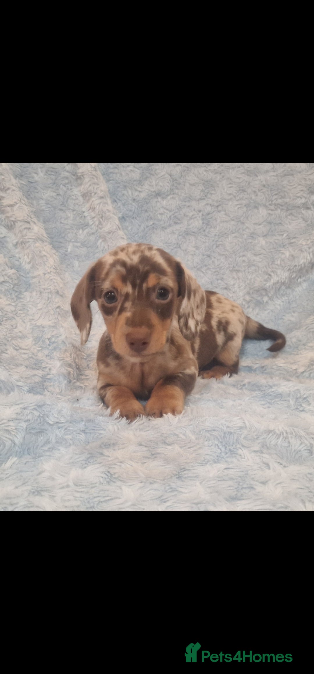 Miniature Dachshund dogs 6 puppies ready to leave  - Advert 16