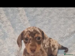 Miniature Dachshund dogs 6 puppies ready to leave - Advert 16