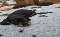 Dachshund dogs for sale: Kc wirehaired daschund puppies  - Image 20