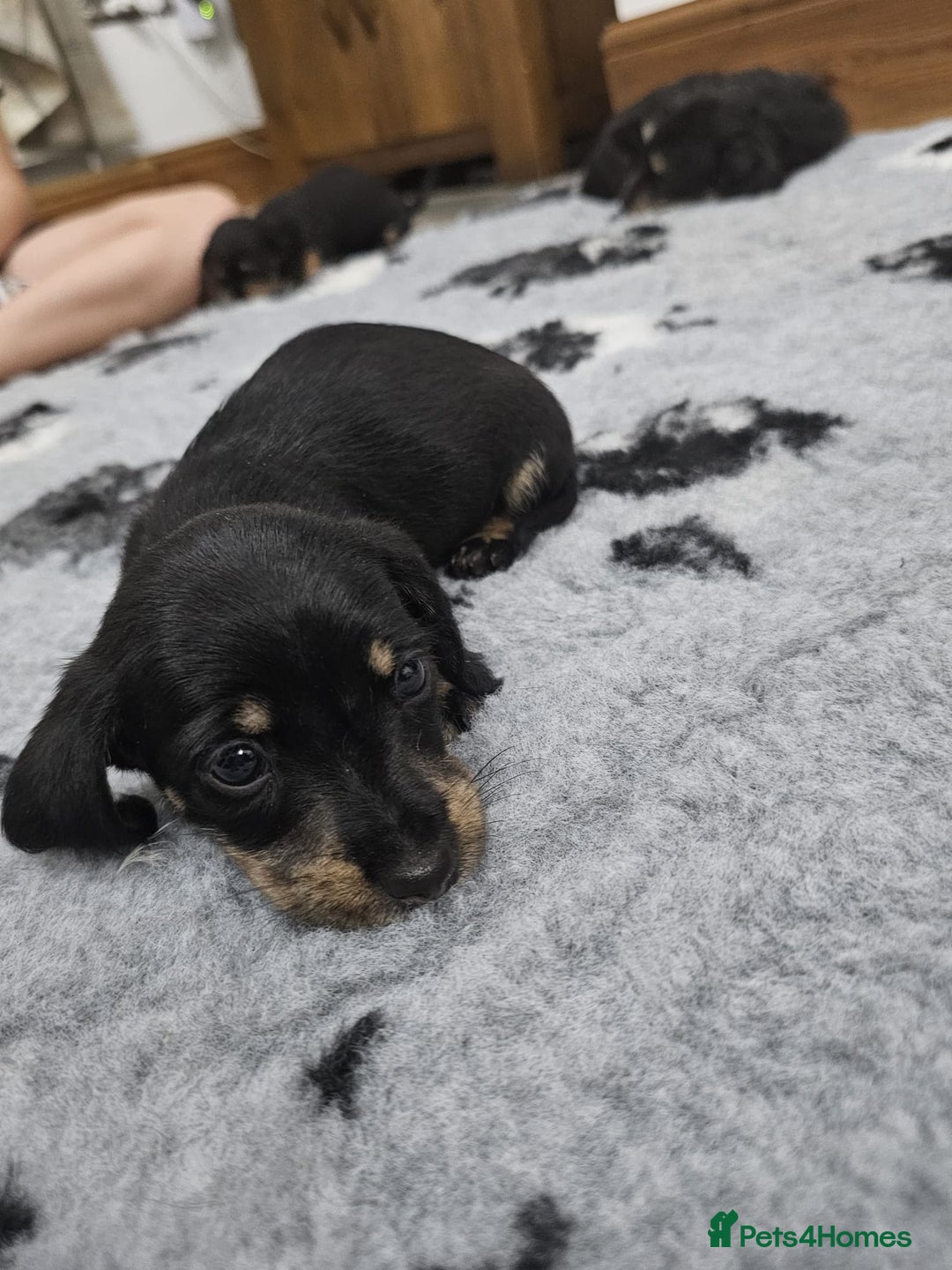 Dachshund dogs for sale: Kc wirehaired daschund puppies  - Image 20