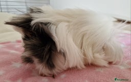 Guinea Pig rodents for sale: Pure Peruvian Sisters - Image 14