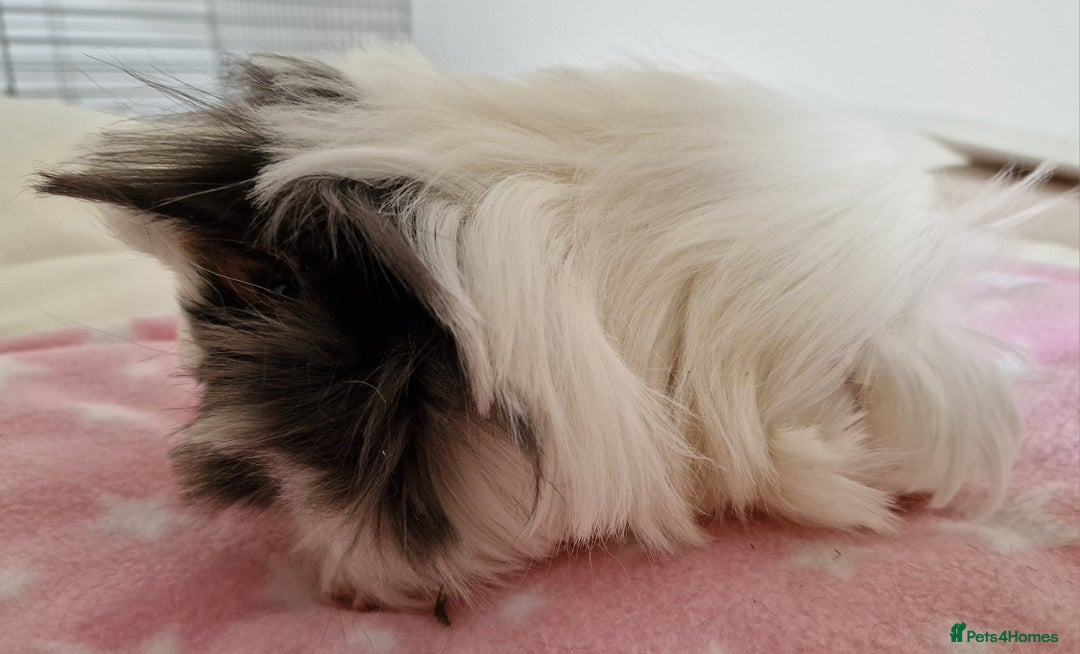 Guinea Pig rodents for sale: Pure Peruvian Sisters - Image 14
