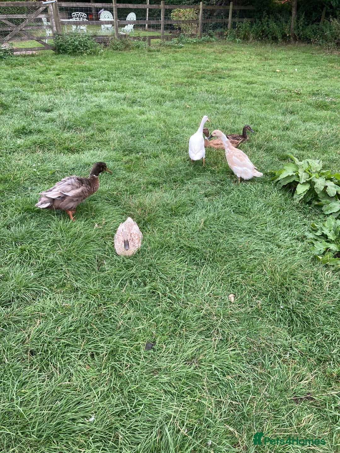Ducks poultry for sale: Runner ducks, various ages - Image 8