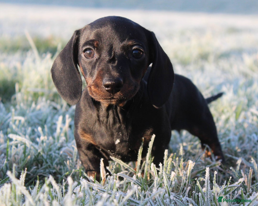 Miniature Dachshund dogs for sale: Stunning Miniature Dachshund Puppies - Advert 35