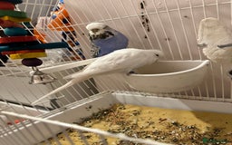 Budgerigars birds for sale: Pair of budgies including full cage set up  - Image 3