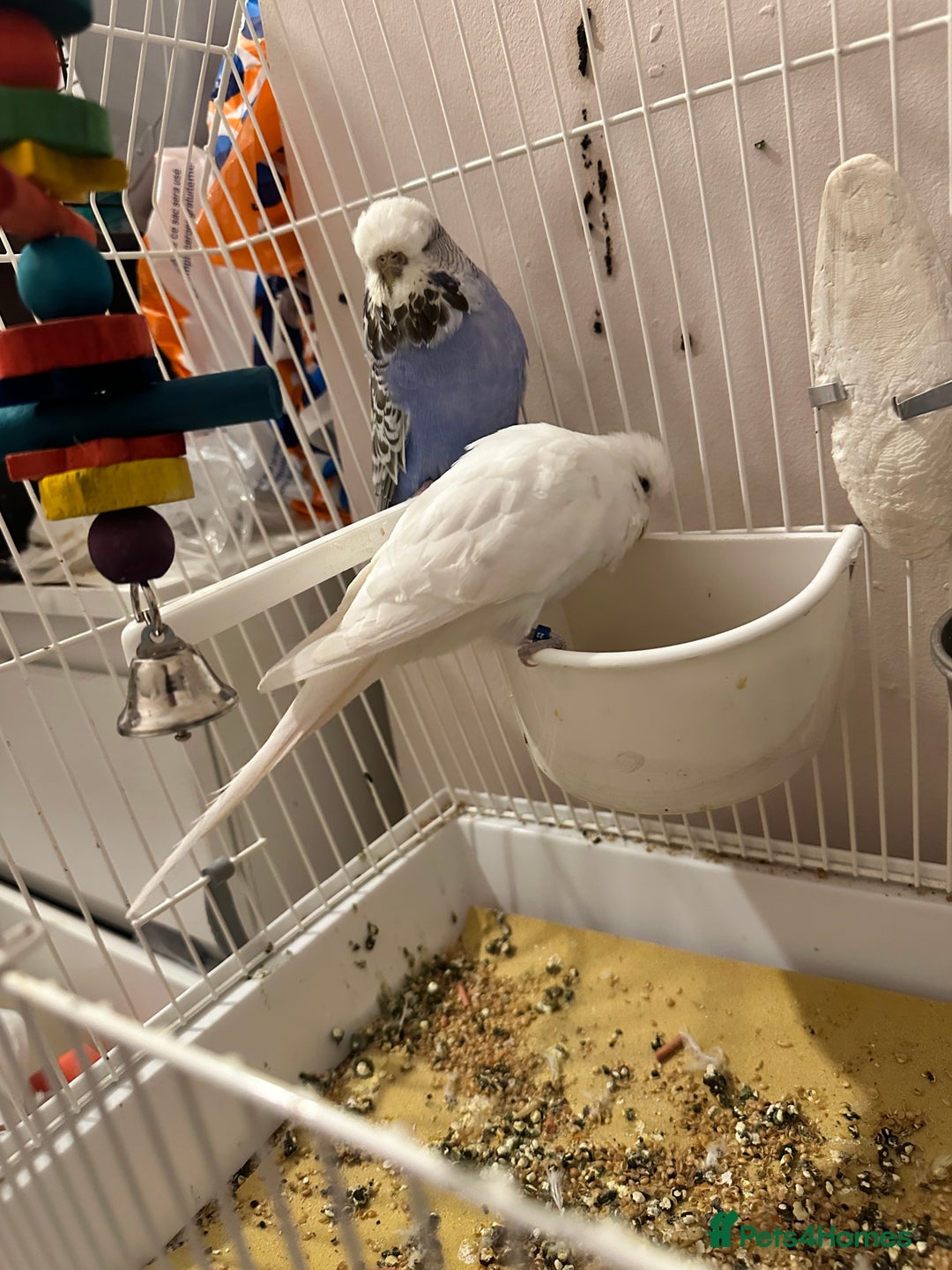 Budgerigars birds for sale: Pair of budgies including full cage set up  - Image 3