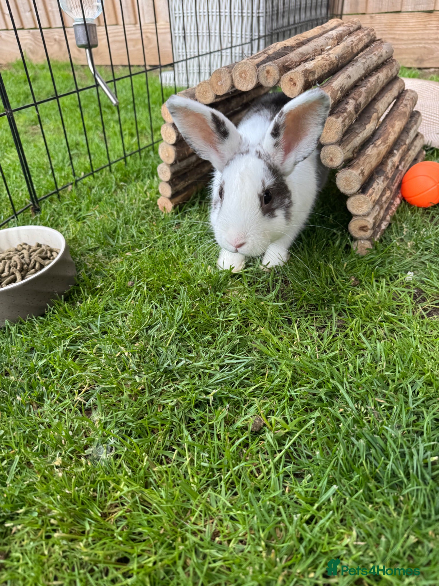 Mixed Breed rabbits Beautiful 3 month old male bunny for sale  - Advert 1